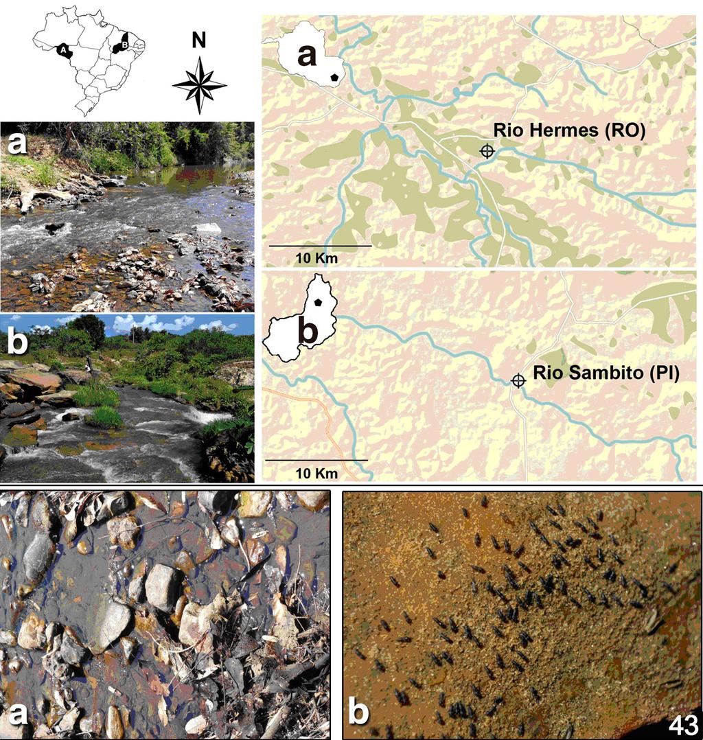 2092 PABLO I. MARINO et al. Figure 43 - Collecting sites. Location of the two rivers. (a) Rio Hermes (Rondônia state), (b) Rio Sambito (Piauí state).