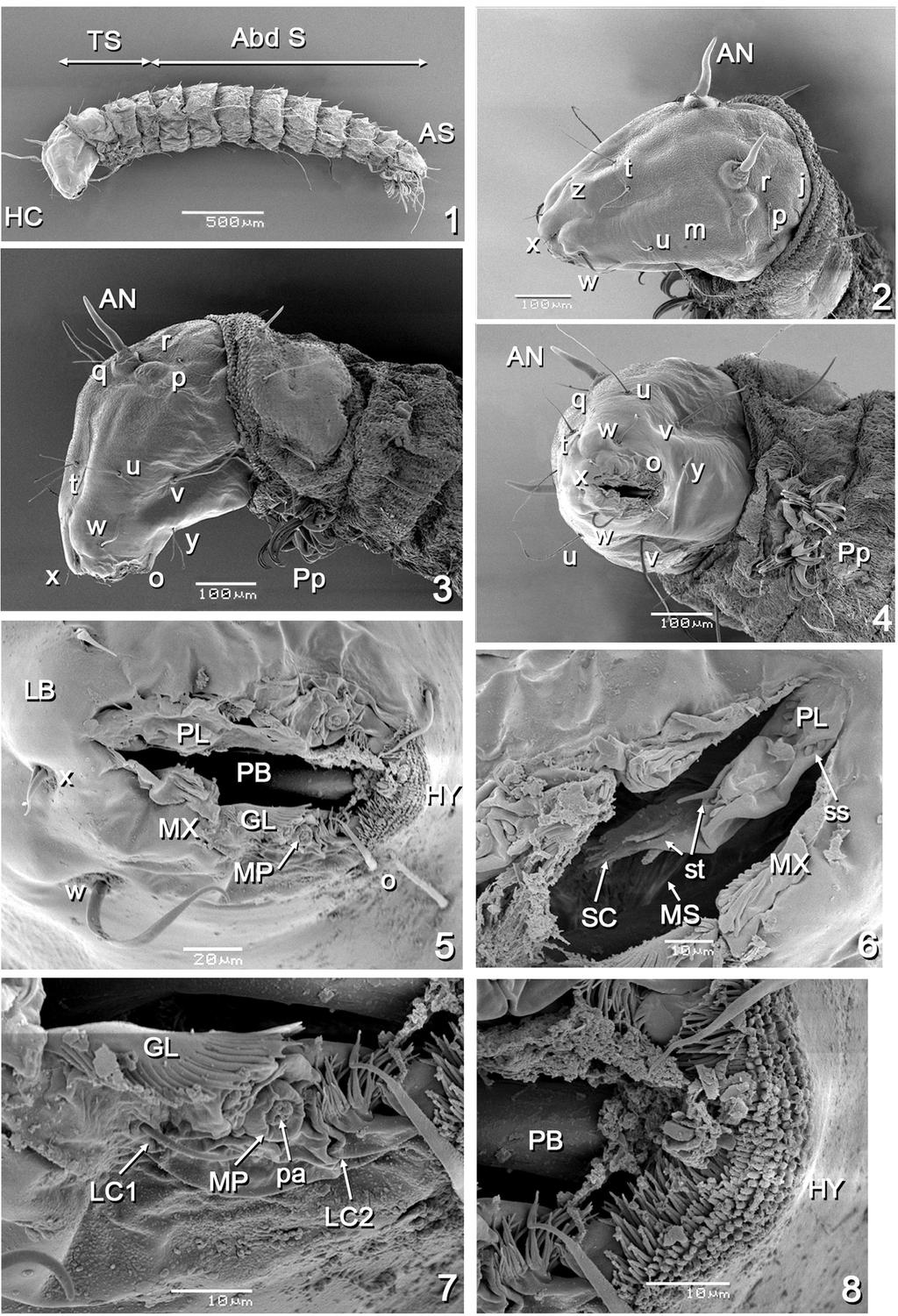 2083 IMMATURES OF Atrichopogon delpontei Figures 1-8 - Atrichopogon delpontei, larva.