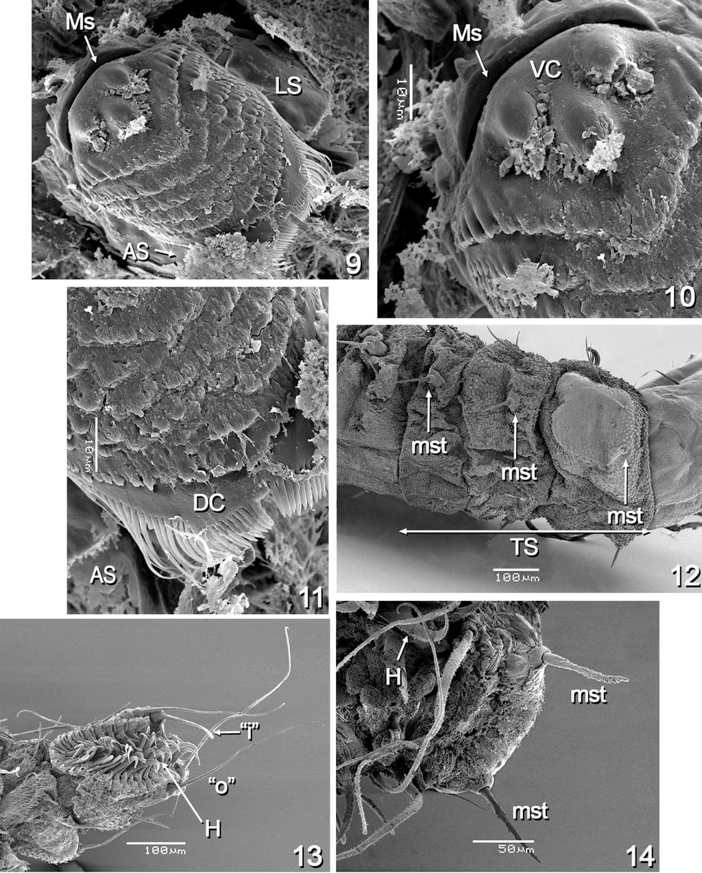 IMMATURES OF Atrichopogon delpontei 2085 Figures 9-14 - Atrichopogon delpontei, larva.