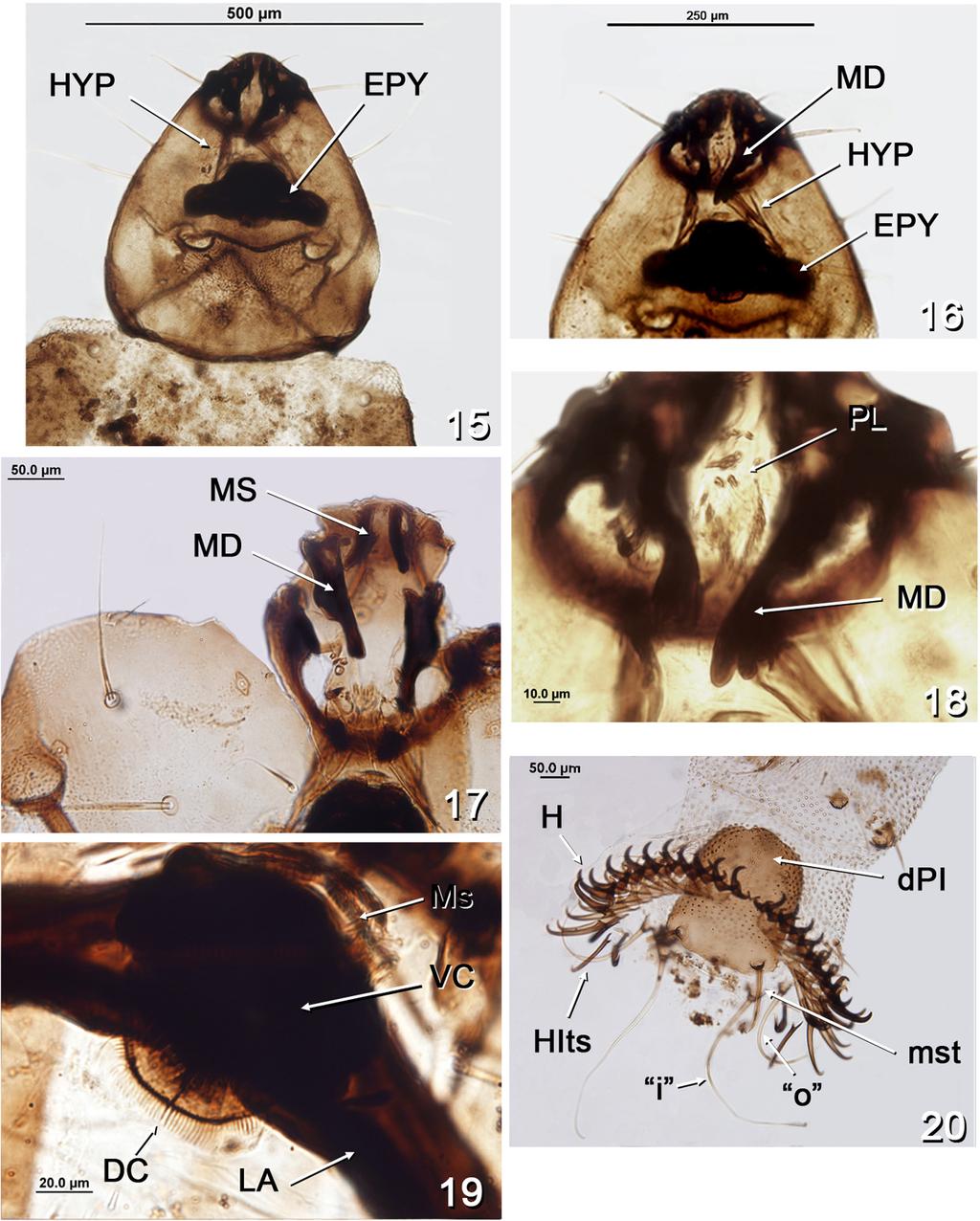 2086 PABLO I. MARINO et al. Figures 15-20 - Atrichopogon delpontei, larva.