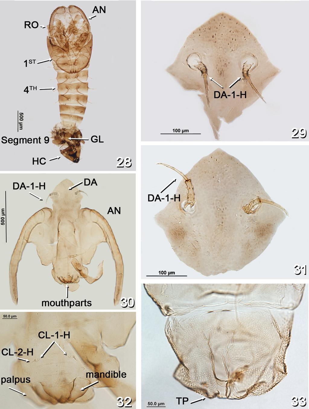 IMMATURES OF Atrichopogon delpontei 2089 Figures 28-33 - Atrichopogon delpontei, pupa. Figures 28-29, male pupa. Figures 30-33, female pupa.