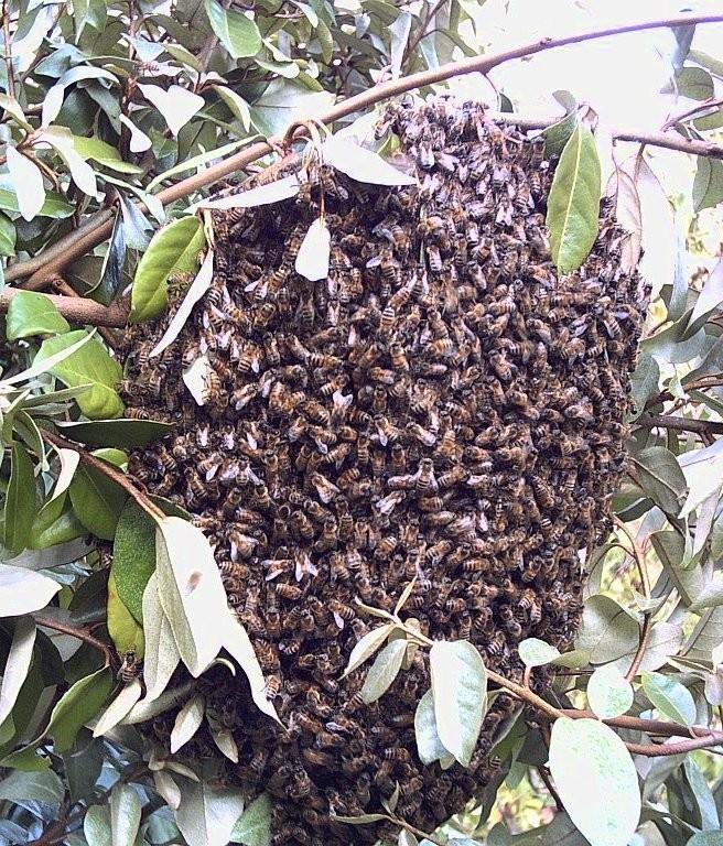 Swarming Time If you do nothing, most likely a swarm will emerge between mid morning and mid afternoon, on a warm, sunny day, at around the time the first queen cell is capped.