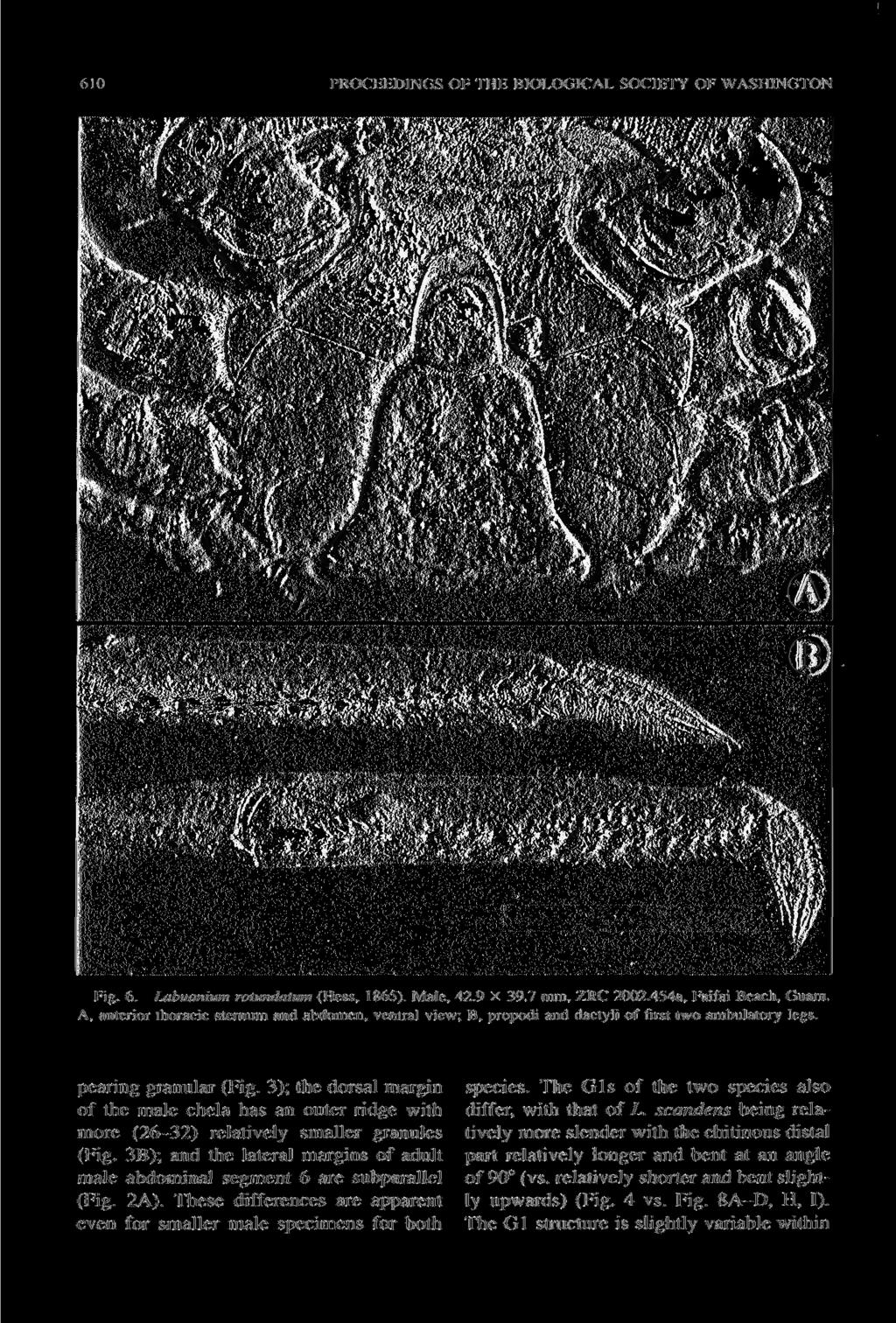 I'ROCHHDINGS ()! TDK BIOLOGICAL SOCIKTY OF WASHINGTON i. Labuanium rotundatum (Hess. 1865). Male, 42.9 X 39.7 mm, ZRC 2002.454a, Faifai Beach.