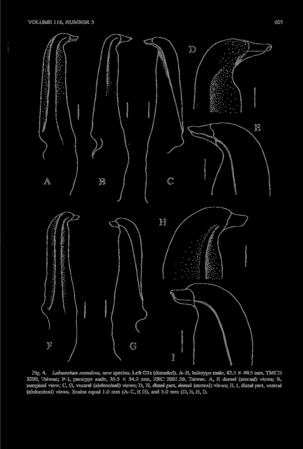 VOLUME 116, NUMBER 3 607 Fig. 4. Labuanium scandens, new species. Left Gls (denuded). A-E, holotype male, 42.5 X 40.5 mm, TMCD 3290, Taiwan; F-I, paratype male, 35.5 X 34.2 mm, ZRC 2001.29, Taiwan.