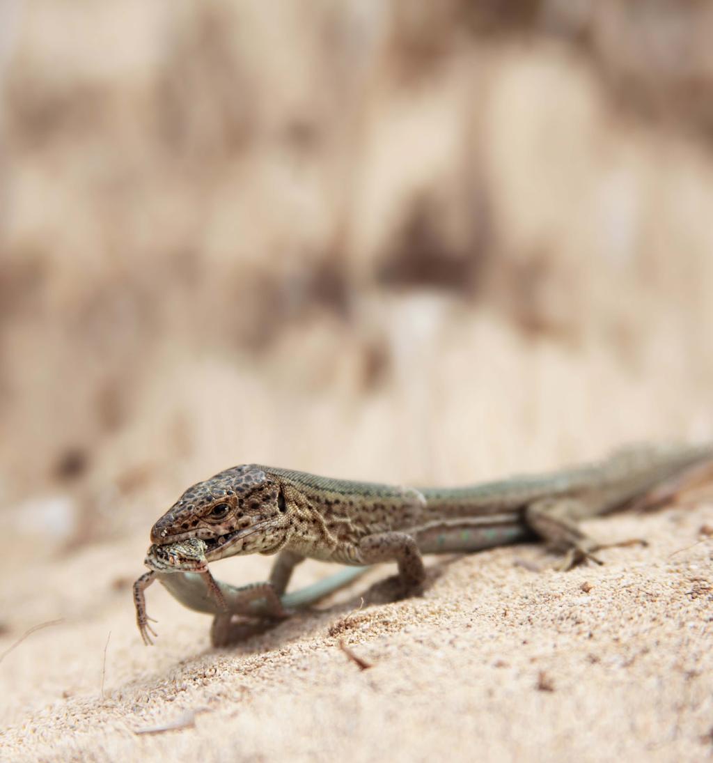 A male lizard from the island of Torrerta has killed and is eating a juvenile lizard. Cannibalism is common on small islands like Torreta. benefit from being harder to see.