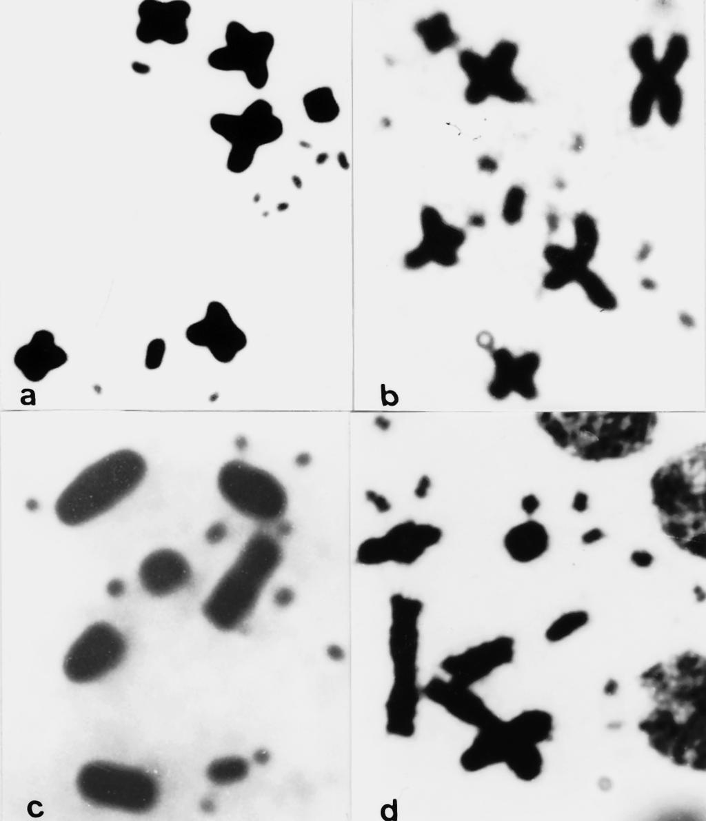 COMPARATIVE CYTOGENETIC ANALYSIS ON TWO SPECIES OF LIOLAEMUS 271 Metaphase chromosomes were obtained by squash technique of intestinal epithelium, following incubation of small fragments of intestine