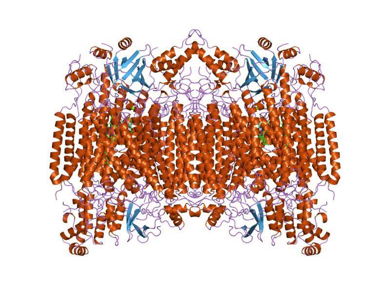 DNA barkoding Molekularni markeri (jedarni mitohondrijalni