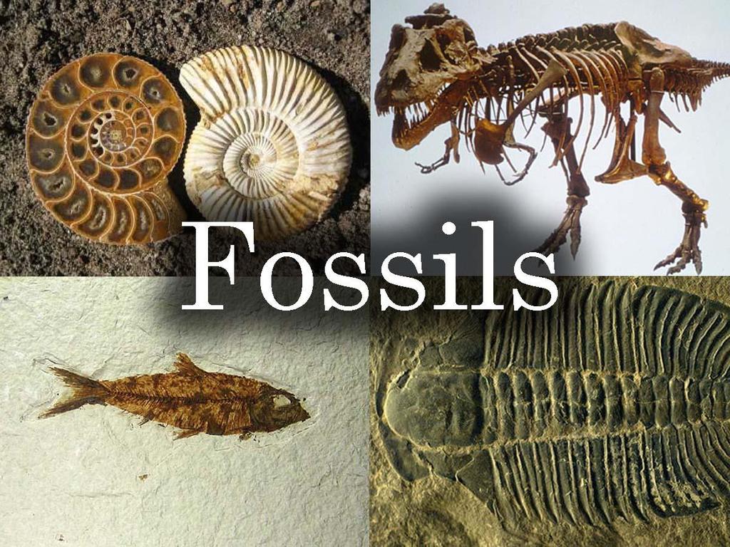 Fosili Morfološka evidencija organizama koji su nekada živeli. Fosilni tragovi posledica aktivnosti izumrlih organizama (koproliti, udubljenja.