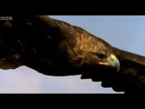 Evidence I: That s Gotta Hurt Let s watch a video of an interaction between a hare and an eagle.