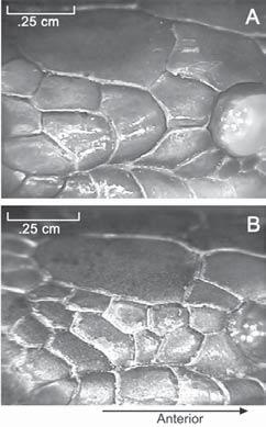 Murphy et al.: A new species of rear-fanged water snake were taken as bycatches in fishing nets. All specimens observed are preserved in 70% ethanol. TAXONOMY Enhydris gyii, new species (Figs.