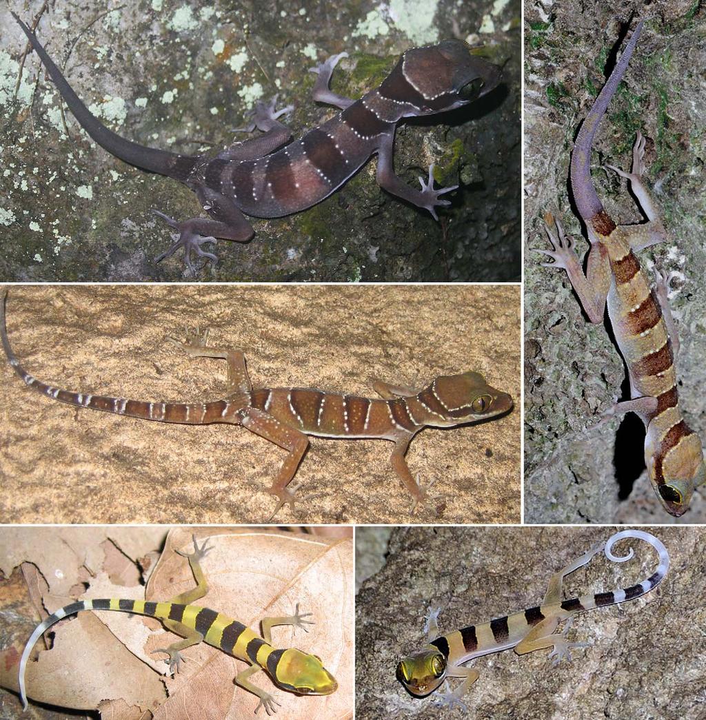 FIGURE 7. Cyrtodactylus lekaguli. Upper left: LSUDPC 6317; adult female (gravid) from La-ngu District, Satun Province, Thailand (photo by M. Sumontha).