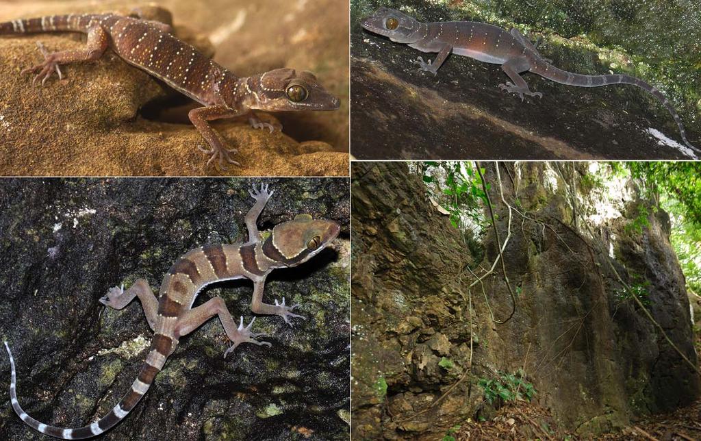 FIGURE 9. Cyrtodactylus langkawiensis from Wat Wanaram, Pulau Langkawi, Kedah, Peninsular Malaysia. Upper left: LSUHC 9123, adult female. Upper right: LSUDPC 4694; gravid female.