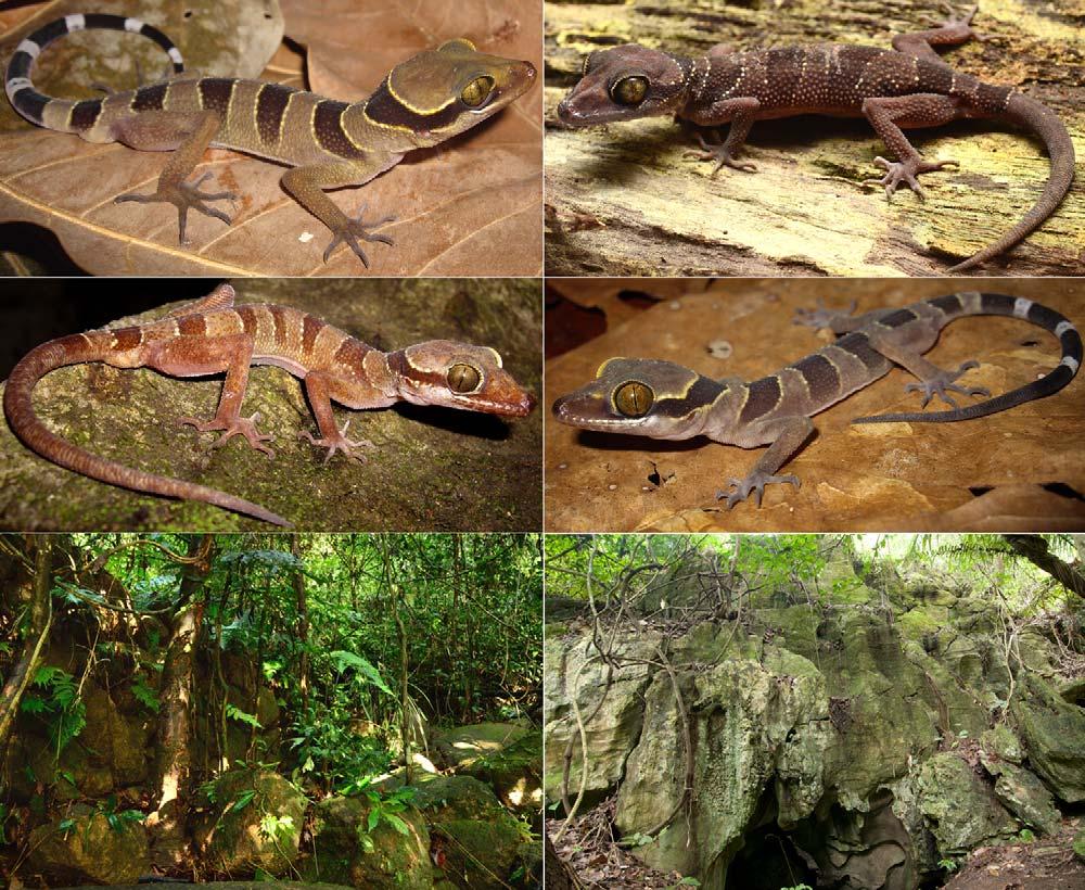 FIGURE 13. Cyrtodactylus bintangrendah. Upper left: ZRC 2.6974 (paratype); adult male from Bukit Mertajam, Penang, Malaysia (photo by E. Quah).