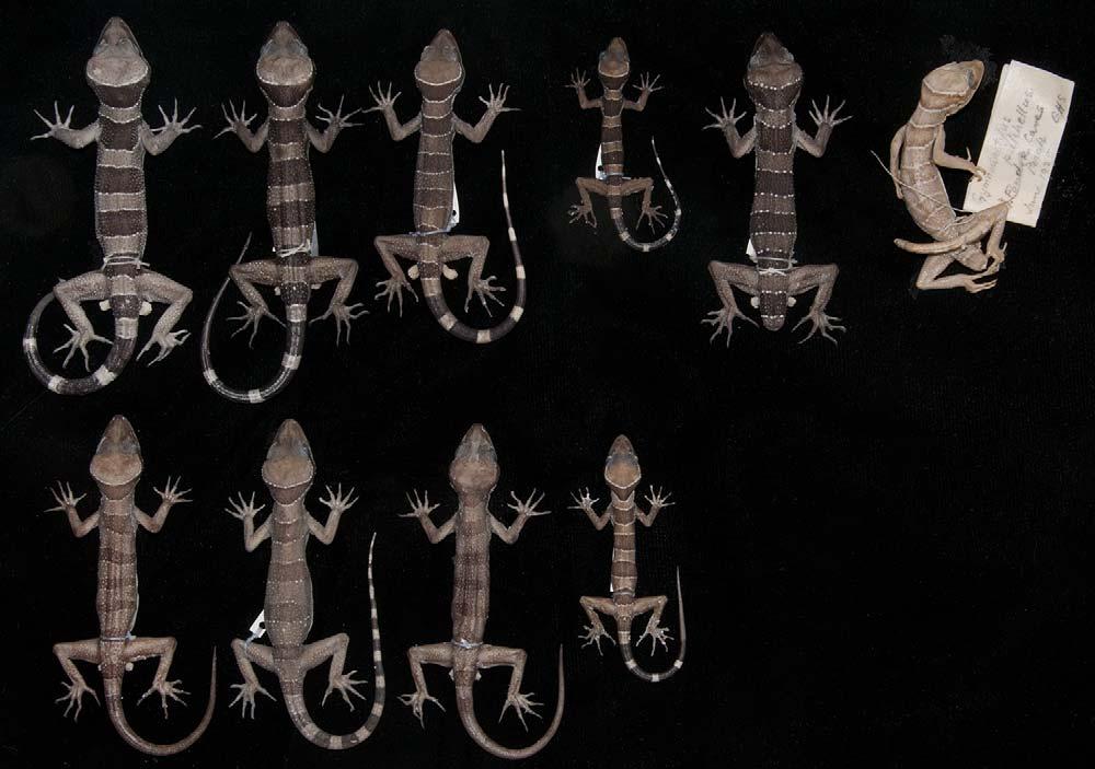 FIGURE 14. Type series and additional specimens examined of Cyrtodactylus bintangrendah. Upper row from left to right: holotype ZRC 2.6973 and paratypes LSUHC 10520 and ZRC 2.
