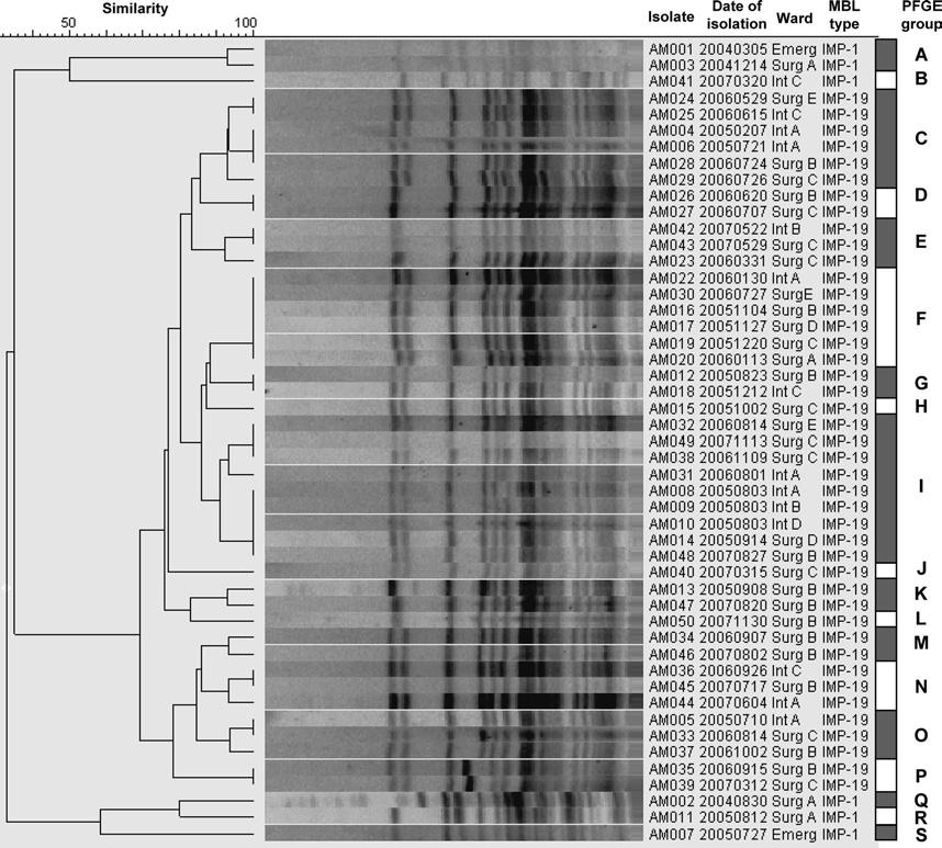 32 Fig. 1. PFGE analysis of 49 A. baumannii isolates (43 of IMP-19 and 6 of IMP-1) and 19 PFGE groups.