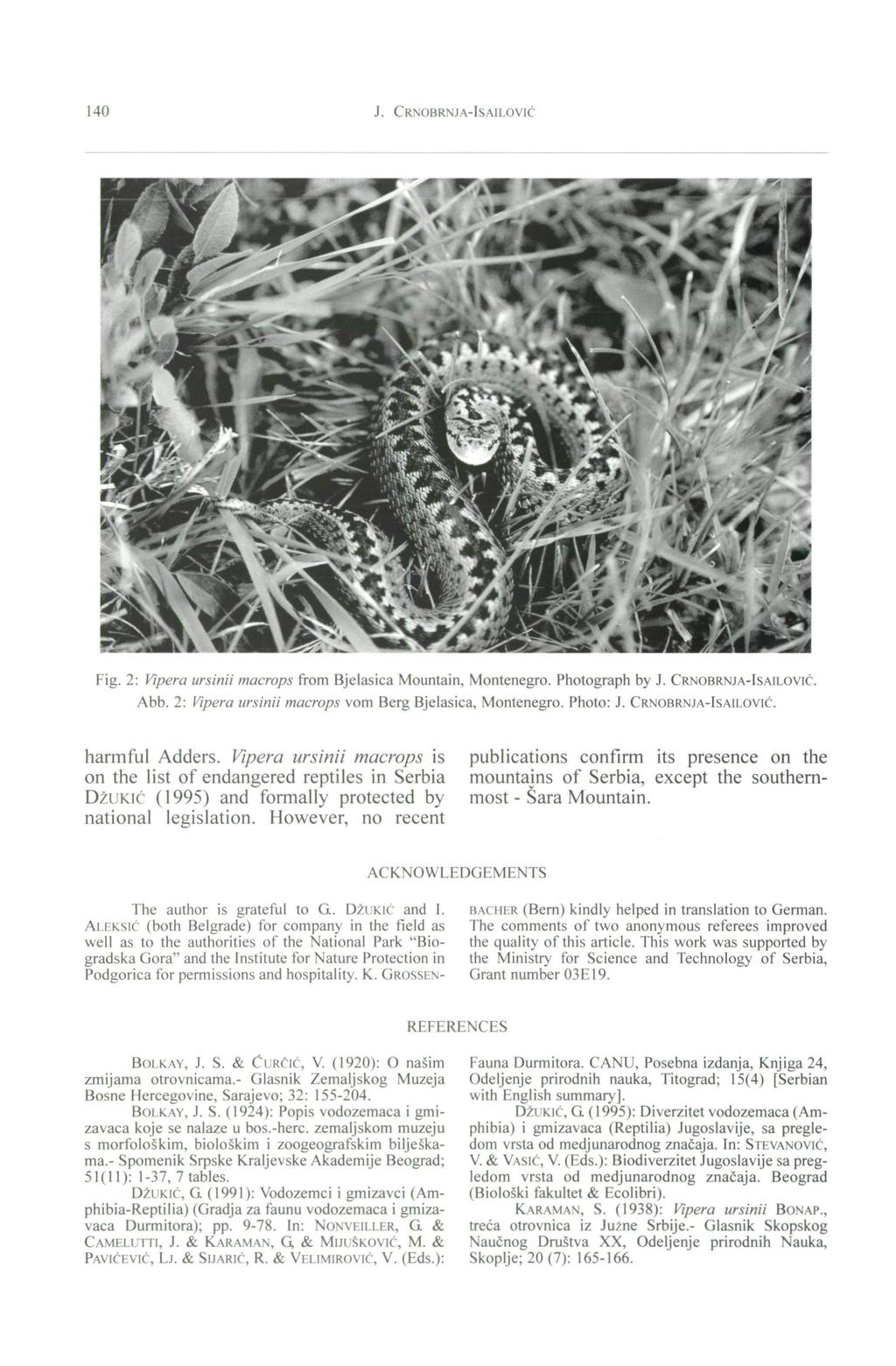 140 J. CRNOBRNJA-ISAILOVIC Fig. 2: (^pero ursinii macrops from Bjelasica Mountain, Montenegro. Photograph by J. CRNOBRNJA-ISAILOVIC. Abb. 2: Vipera ursinii macrops vom Berg Bjelasica, Montenegro.