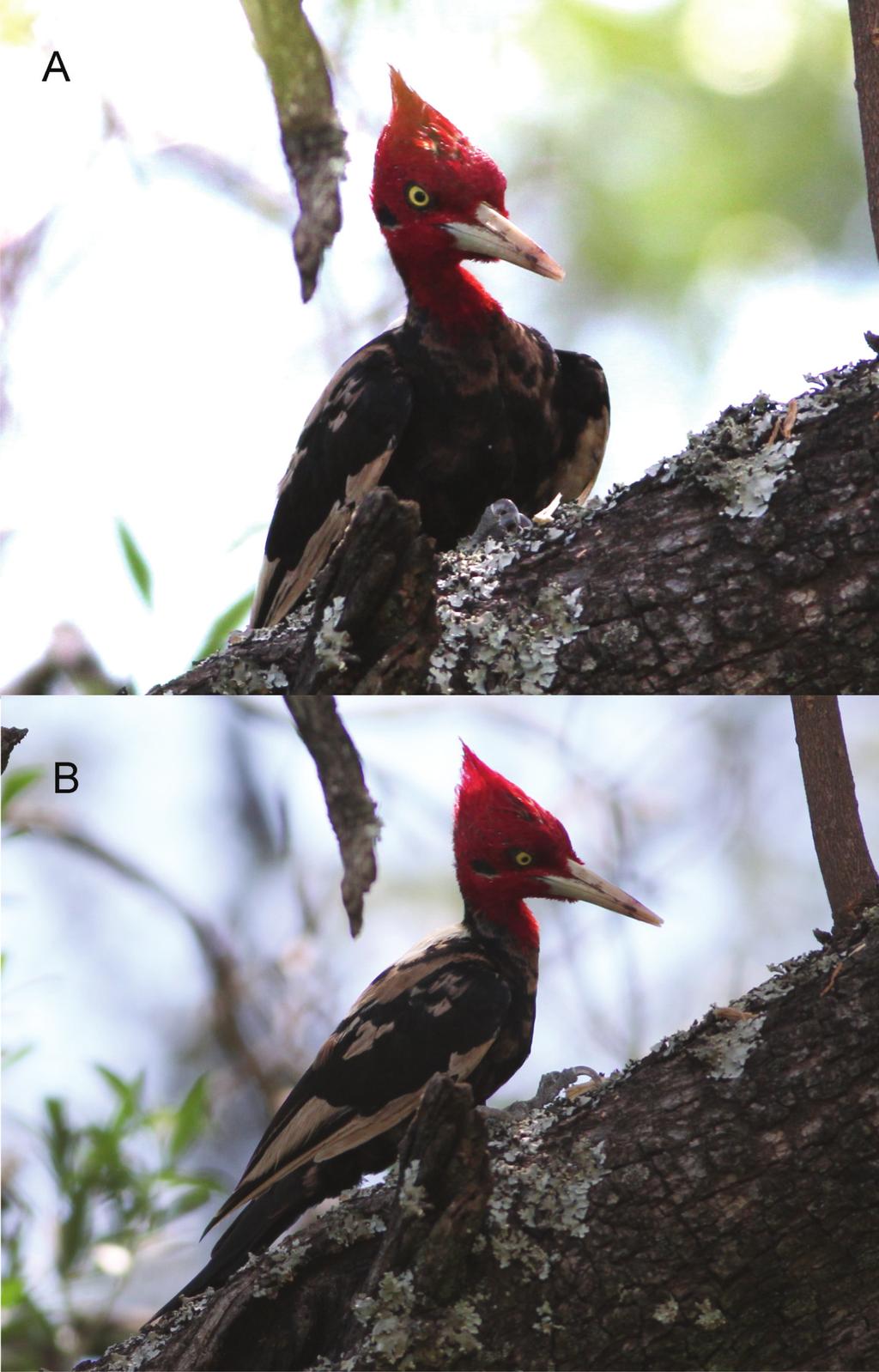 SHORT COMMUNICATIONS FIG. 1. Leucism/progressive graying in a Cream-backed Woodpecker (Campephilus leucopogon) from Los Molles, Argentina.