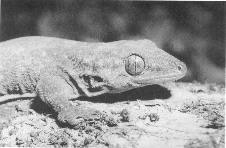 Gill - Land reptiles of Western Samoa 83 Fig. 2- Gehyra oceanica, Savai'i, 1991. Photo: P. Ryan, copyright Ministry of External Relations & Trade.