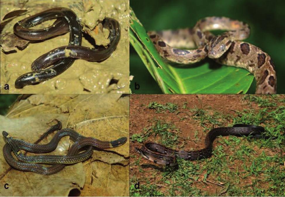 New records of snakes from southern Vietnam 11 Fig. 2. a. Typhlops siamensis (ZFMK 88922); b. Boiga multomaculata (ZFMK 88923); c. Calamaria pavimentata (ZFMK 88924); d.