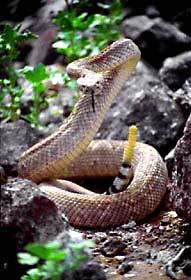 The venom of these snakes is considered poisonous because it destroys what type of body tissue? 49.
