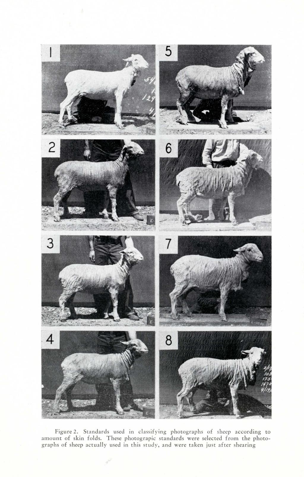 Figure 2. Standards used in classifying photographs of sheep according to amount of skin folds.