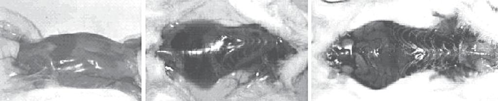 Rodriguez-Acosta A et al A B C Figure 4- Philodryas olfersii venom haemorrhagic activity on mice skin.