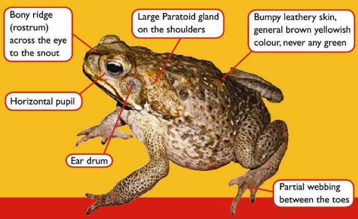 4. Identifying Cane Toads While many people attending this training course may feel confident identifying a cane toad, it is important to become absolutely certain about your identification skills.