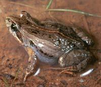 freycineti Northern Banjo Frog Limnodynastes