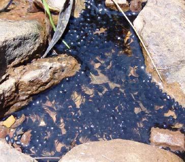 Figure 12 Cane toad tadpoles tend to congregate or clump together at the edge of waterbodies during the day. Image from KTB website.