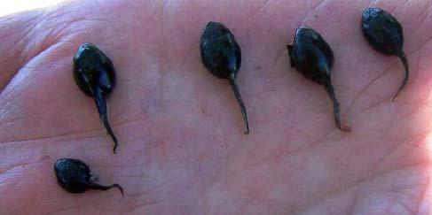 If cane toad tadpoles are found, and generally they can be observed in daylight hours, they can be scooped from the water and left to dessicate on the ground at least 2