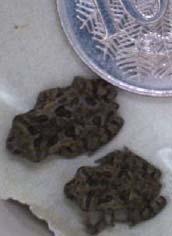 Figure 14 Cane toad metamorphs are about the size of your little fingernail. Image from NPWS.