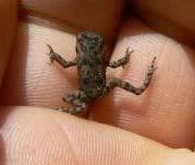 5 Juveniles Juveniles look like tiny cane toads in every respect and are poisonous as well.