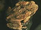 6 Adult Females The female cane toad often has what I call a goth pattern on her back.