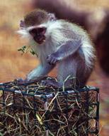 Foraging enrichment for monkeys often implies the provision of special food presented in foraging gadgets.