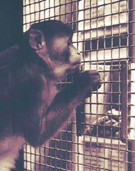 (1999) noticed that singlecaged rhesus macaques spent about 60 minutes foraging when their daily biscuit ration was distributed in boxes mounted over the mesh front walls of their cages.