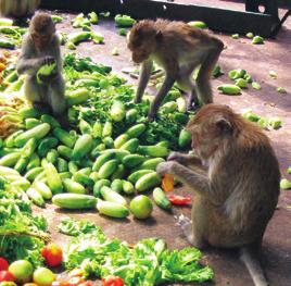fruits and vegetables What is a reasonable serving size of fruits and/or vegetables for a macaque as part of the environmental enhancement program?