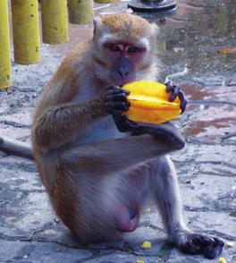 The majority of our work is GLP and we do supplement feed our monkeys with fruits, vegetables and foraging mix.