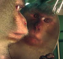 Some monkeys prefer to manipulate the mirror while others constantly hold it up to their face as they look around the room and appear
