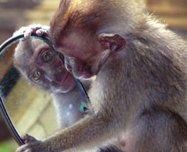 I cut rectangular mirrors from clear, mirrored acrylic sheets for our rhesus macaques, and either hand them directly to the animals or suspend