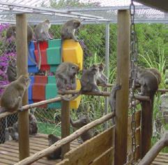 Refinement and Enrichment for Primates social housing of cynomolgus macaques group formation How do you establish a new group of cynos?