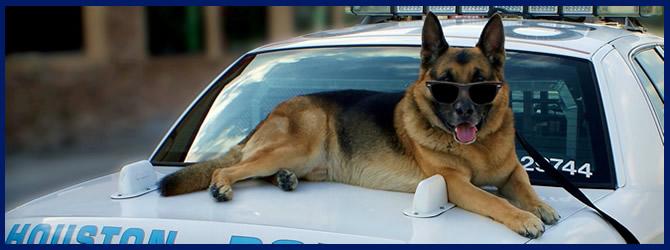 Continued (Vehicle) VEHICLE Vehicle- The Ford Explorer would be a vehicle that would meet the standards for holding a K-9 comfortably.