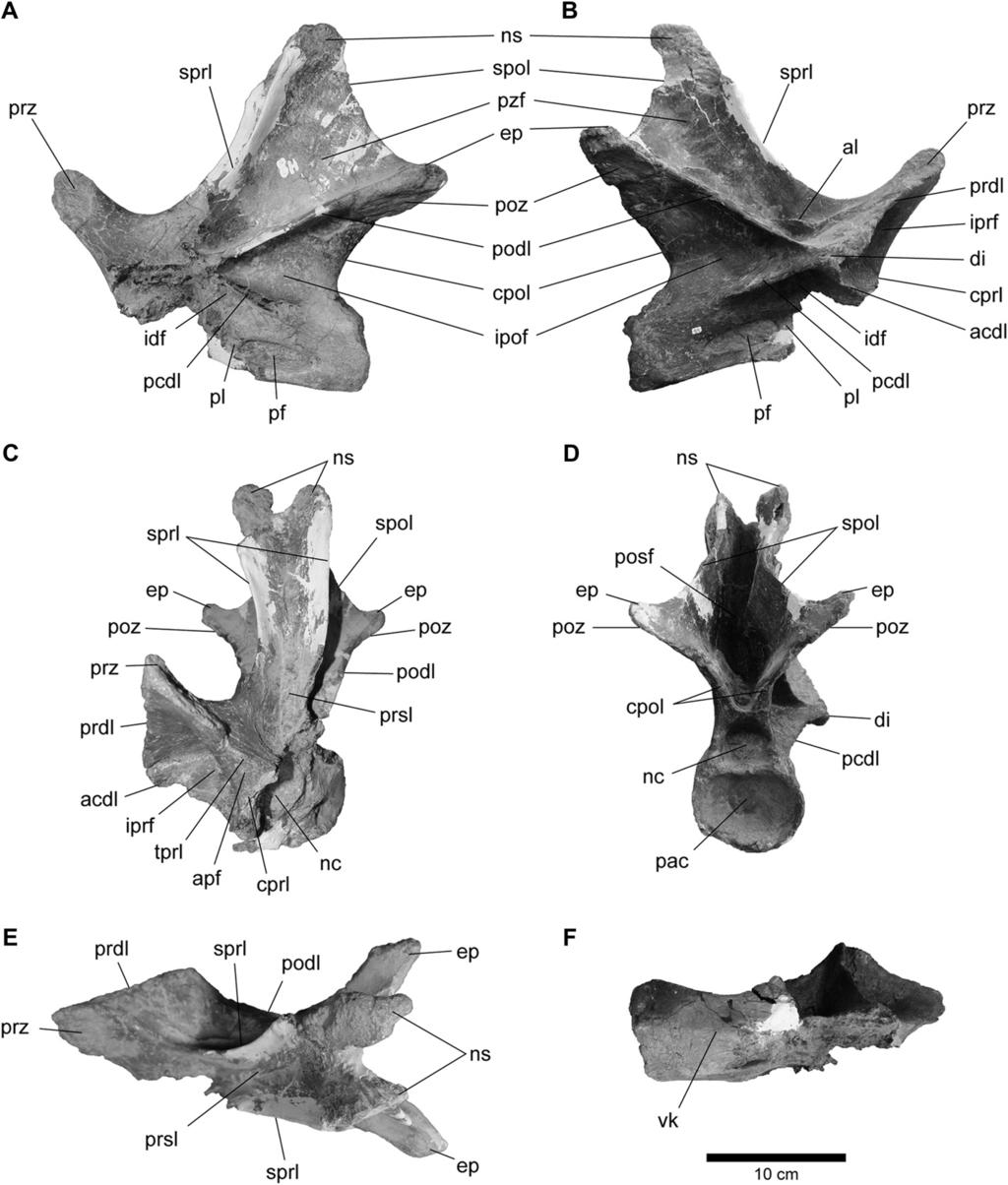 L.M. Ibiricu et al. / Cretaceous Research 34 (2012) 220e232 223 Fig. 3. Rebbachisaurid anterior or middle cervical vertebra from the Estancia Ocho Hermanos (UNPSJB-PV 1005). A, left lateral view.