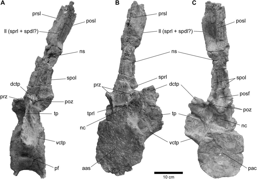 224 L.M. Ibiricu et al. / Cretaceous Research 34 (2012) 220e232 Table 1 Measurements (mm) of rebbachisaurid anterior or middle cervical vertebra from the Estancia Ocho Hermanos (UNPSJB-PV 1005).