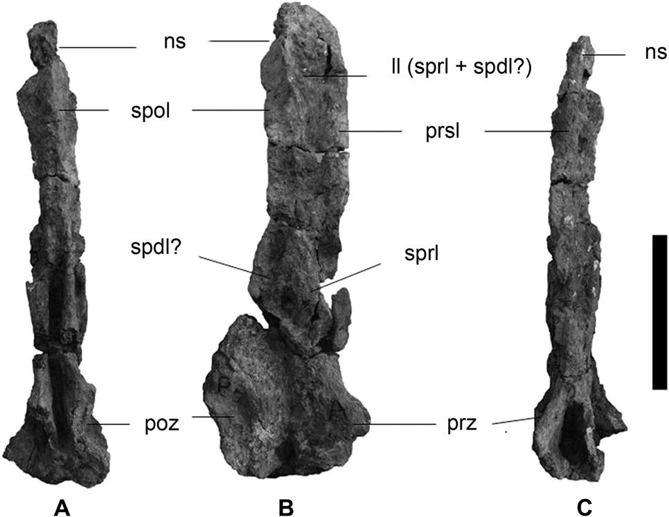 L.M. Ibiricu et al. / Cretaceous Research 34 (2012) 220e232 225 is noticeably more robust than the dorsal, both anteroposteriorly and dorsoventrally.