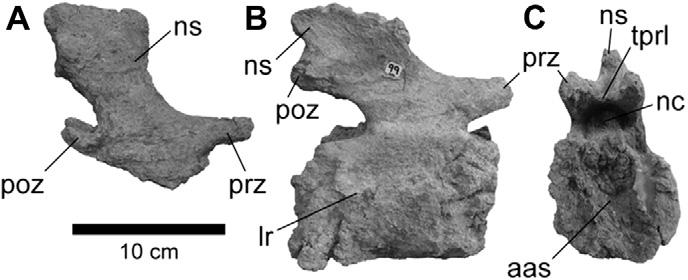 226 L.M. Ibiricu et al. / Cretaceous Research 34 (2012) 220e232 The neural arch arises from the anterior and middle parts of the centrum, though its base does not extend to the anterior edge.