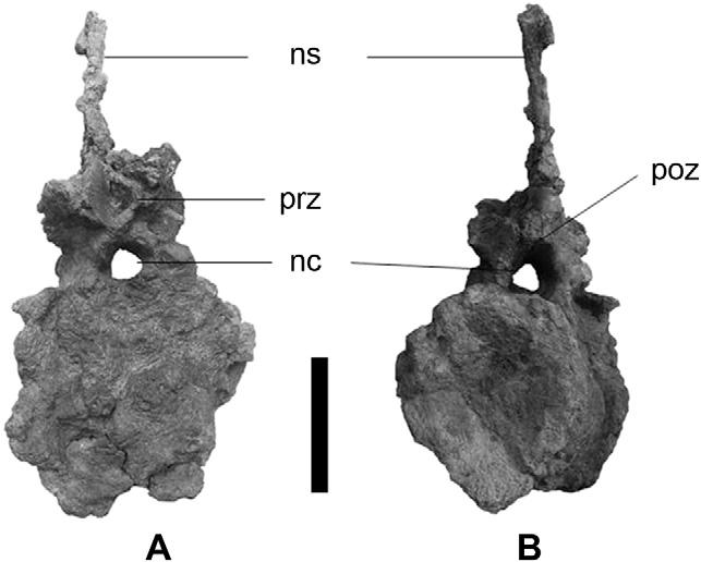 Rebbachisaurid anterior nearly complete caudal vertebra from the Estancia Laguna Palacios (UNPSJB-PV 1004/1). A, anterior view. B, posterolateral view.
