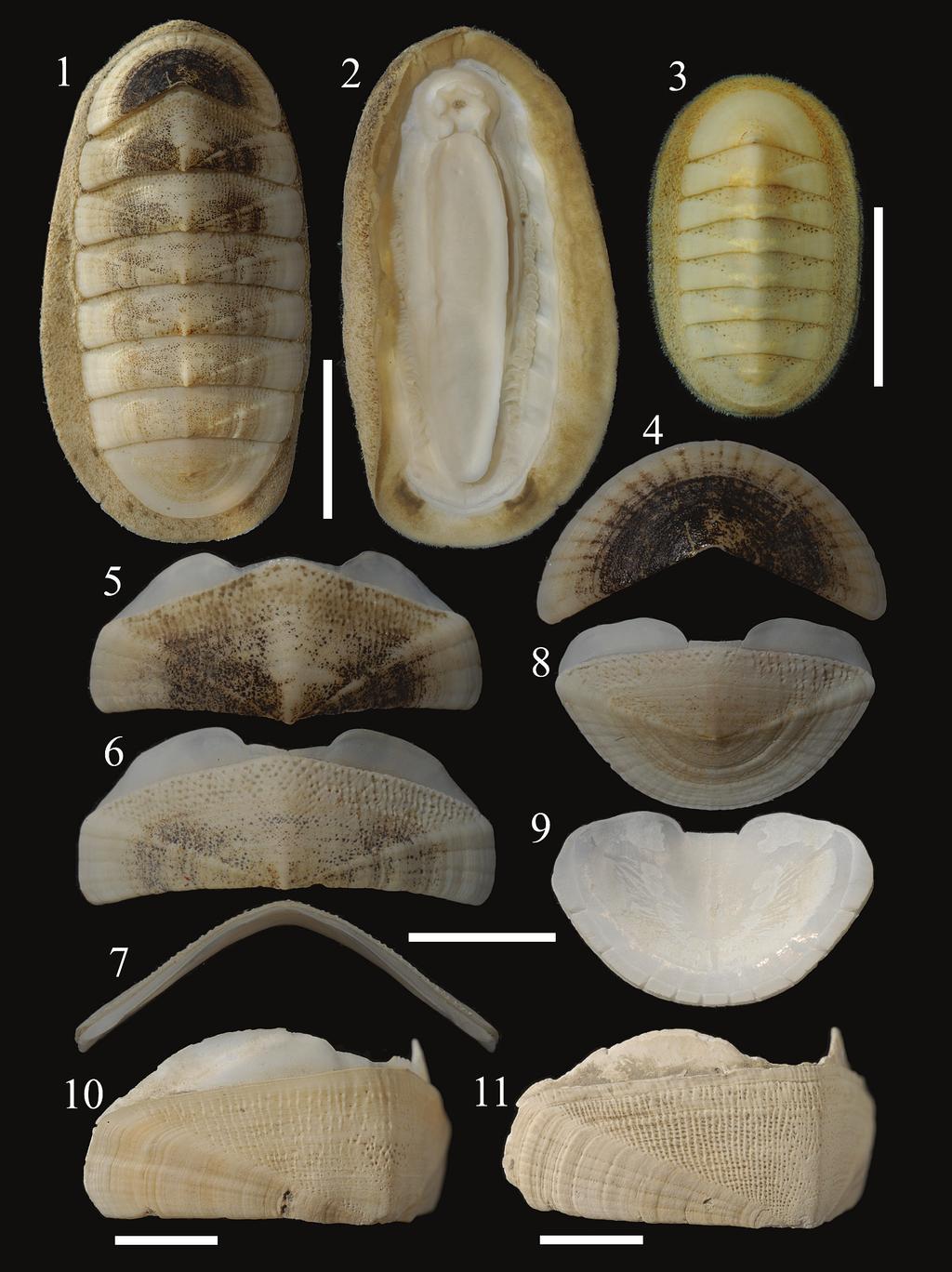 New Chiton from Okinawa Trough Figs. 1 11. Lepidozona alba n. sp. 1, 2, 4 9, holotype, NSMT-Mo 78478; 3, paratype, NSMT-Mo 78479; 10 11, paratypes, NSMT-Mo 78480.