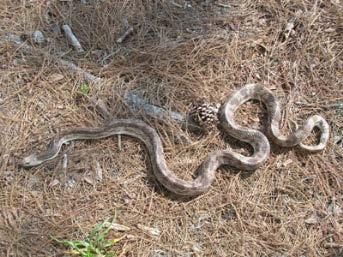 Pine Snake Pituophis melanoleucus Identification: Tan to grayish body, back & sides w/