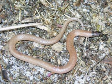 FL Crowned Snake Tantilla relicta Identification: Thin reddish-tan snake with black head/neck cap/collar Habitats: