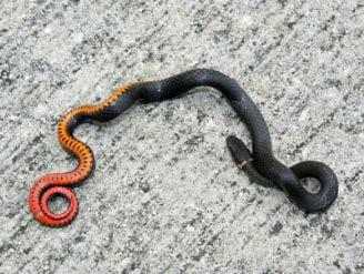 Ring-necked Snake Diadophis puntatus Identification: Small & slender; glossy black/gray back, orange/yellow belly w/ row of ½ moon spots,